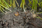 American pillwort